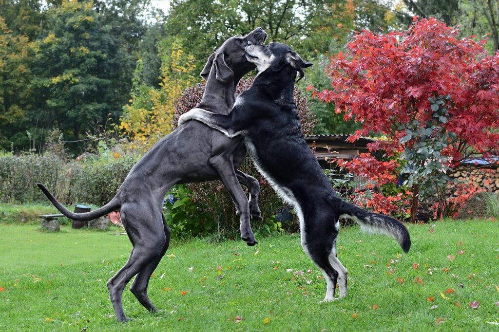Build Bonding Opportunities between two dogs