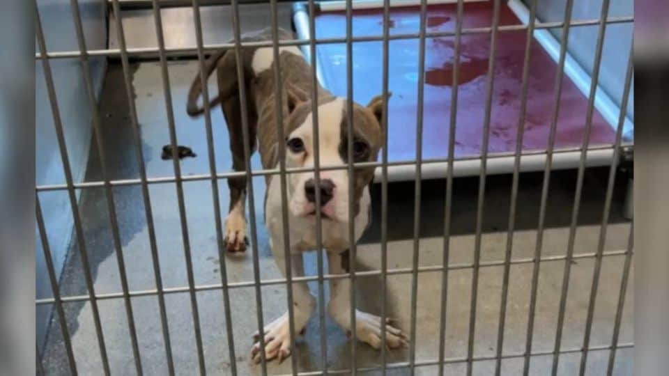 Cheerful California Shelter Dog With One of a Kind Paws Finds the Love He Always Deserved