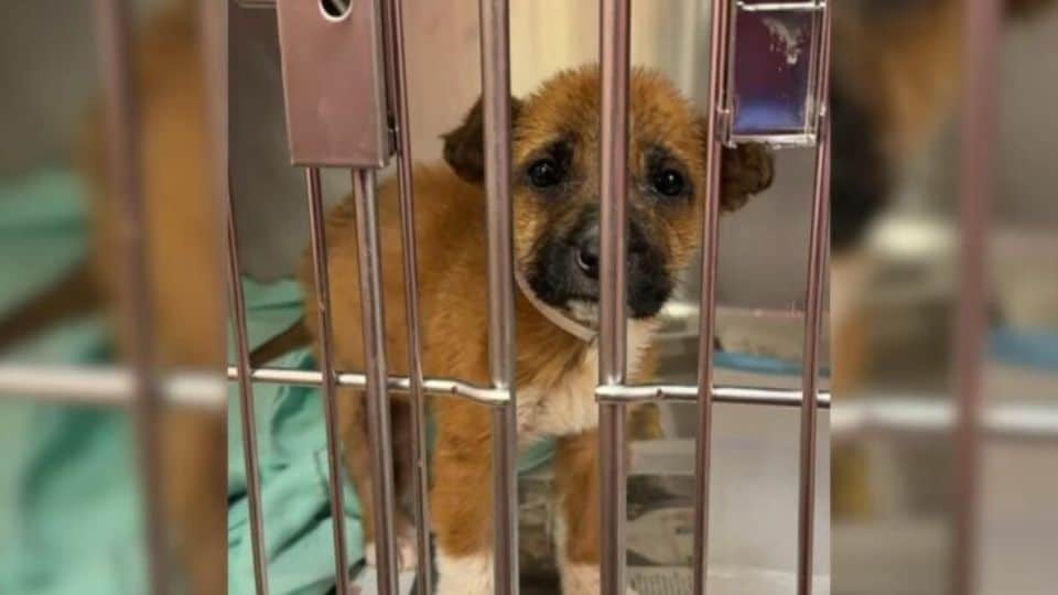Texas Puppy Saved After Owner’s Heartless Request Leaves Shelter Staff Stunned