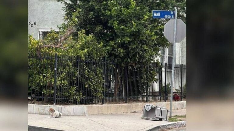Abandoned Dog Waits on the Same Street Corner for Months Until Rescue Finally Comes