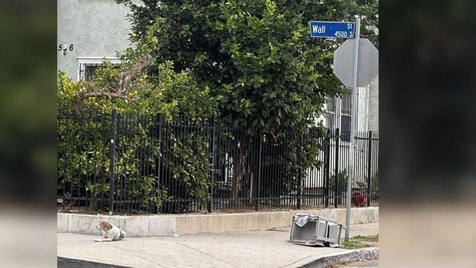Abandoned Dog Waits on the Same Street Corner for Months Until Rescue Finally Comes
