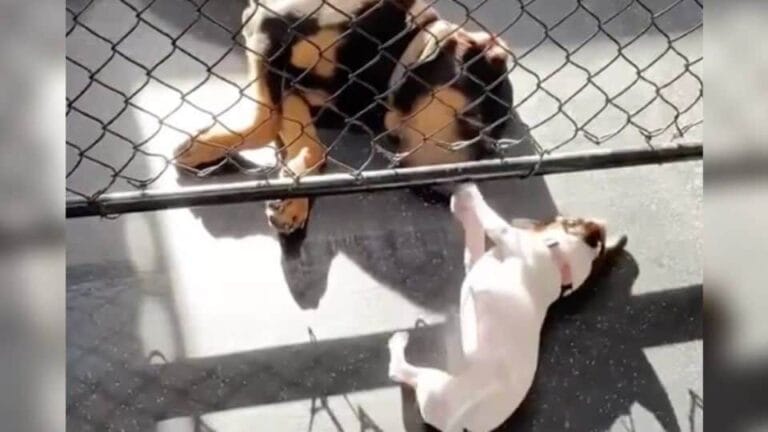 Two Dogs Who Met at Day Care and Chose Each Other for Life