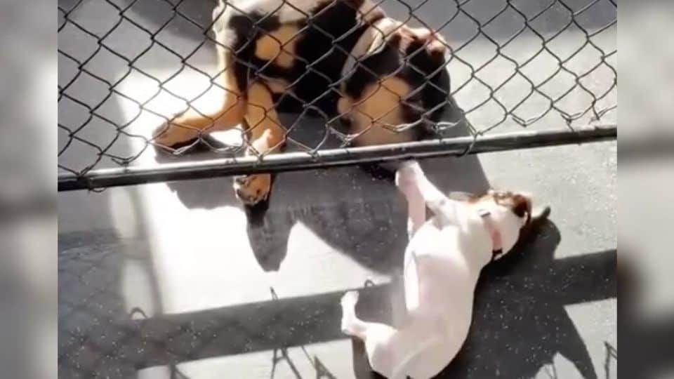 Two Dogs Who Met at Day Care and Chose Each Other for Life