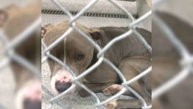 From Starvation to Hope: Chance the Rescued Dog’s Second Chance at Life