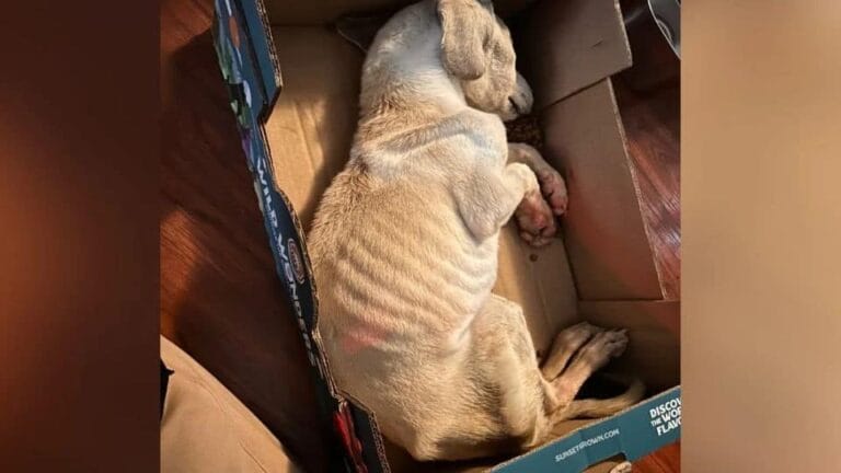 Tiny Puppy Found Frozen in a Box Shows the Power of Compassion and Second Chances