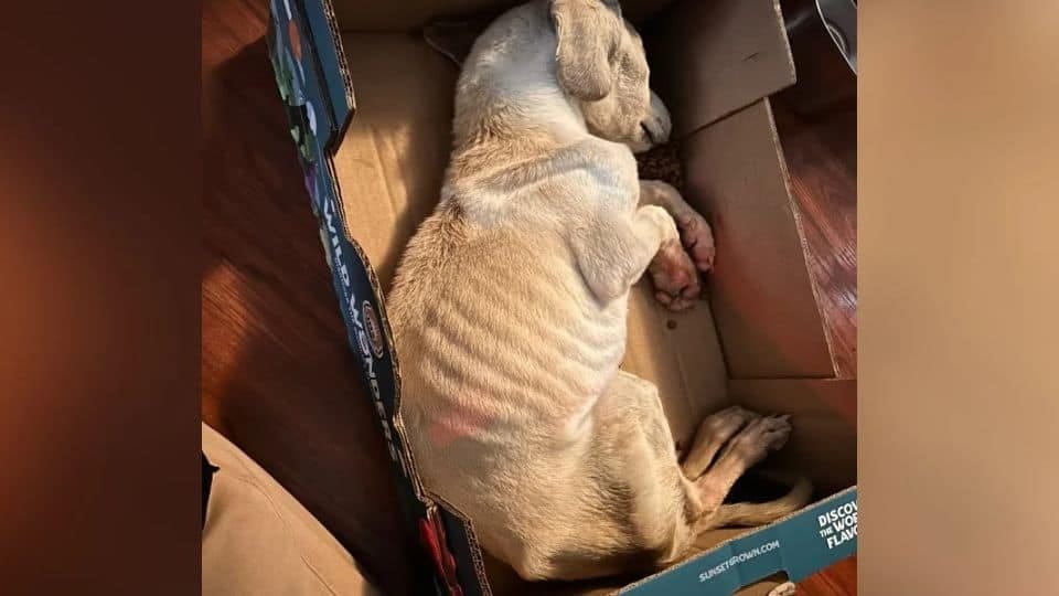 Tiny Puppy Found Frozen in a Box Shows the Power of Compassion and Second Chances