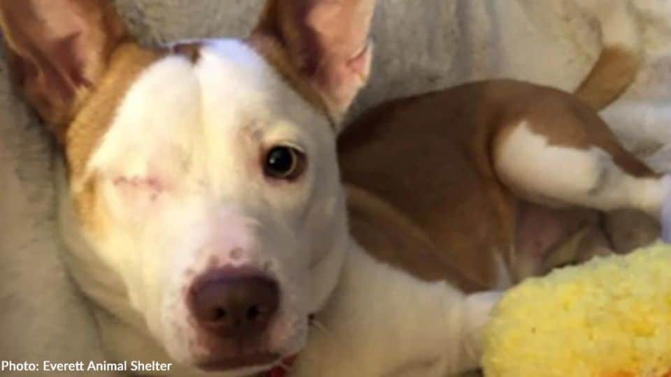 Shelter Dog Loses an Eye but Never Loses Hope, Pepe’s Powerful Journey of Survival and Trust