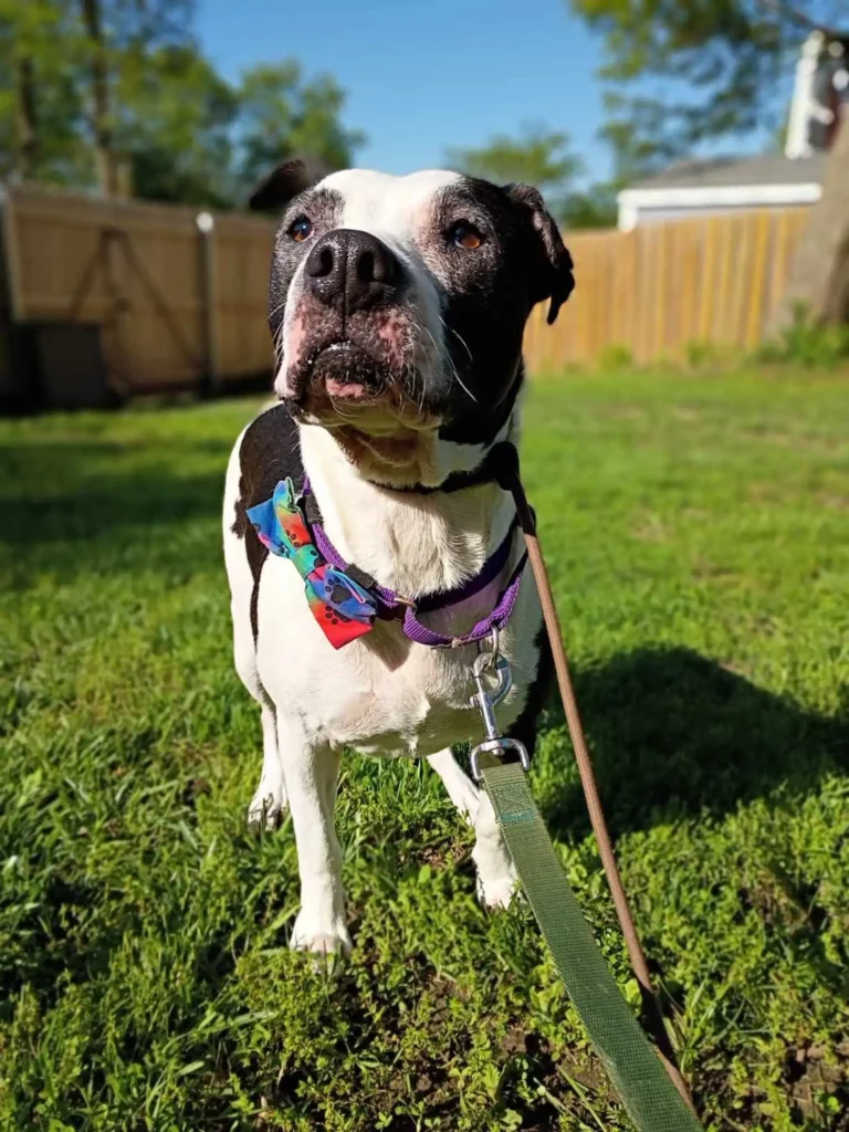 Dog Returned to Shelter Five Times Still Believes Someone Will Love Her