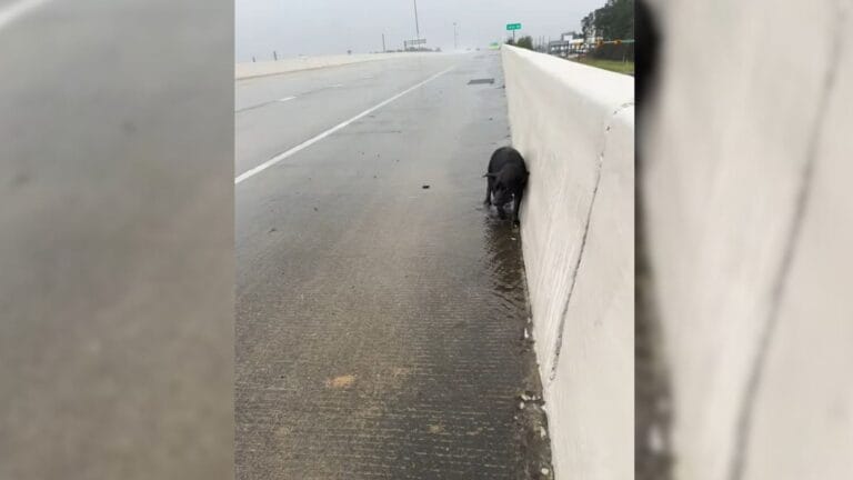 Woman Stops in a Texas Storm to Save a Puppy Left Beside a Busy Highway
