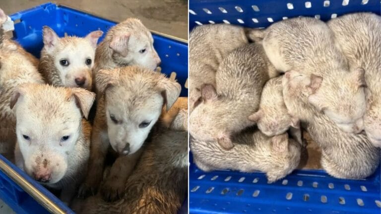South Dakota Woman Finds Abandoned Crate And Seven Puppies Fighting To Survive