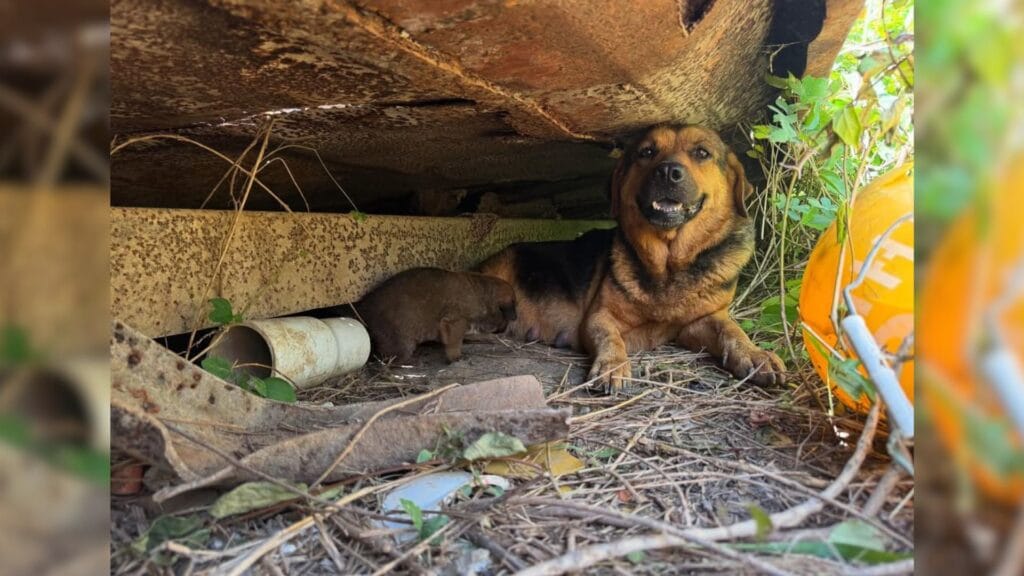 Texas Landfill Rescue Reveals A Brave Mother Dog Protecting Her Hidden Puppies