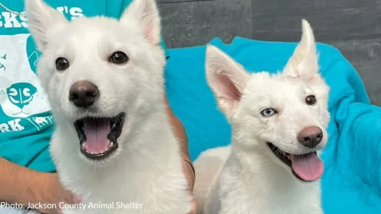 Two Abandoned Puppies Thrown Away Together Refuse To Let Go And Find Hope Again