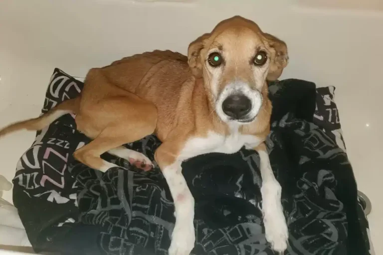 A Lost Puppy on a Quiet Country Road Finds the Family She Was Waiting For