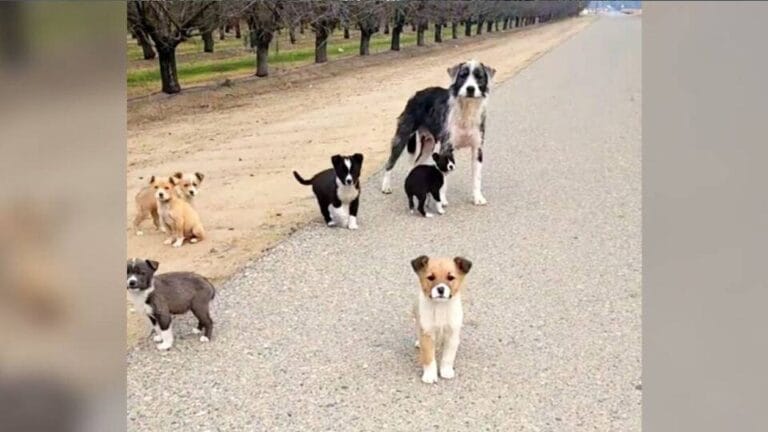 Mother Dog Protects Her Newborn Puppies Until Rescue Arrives in Fresno