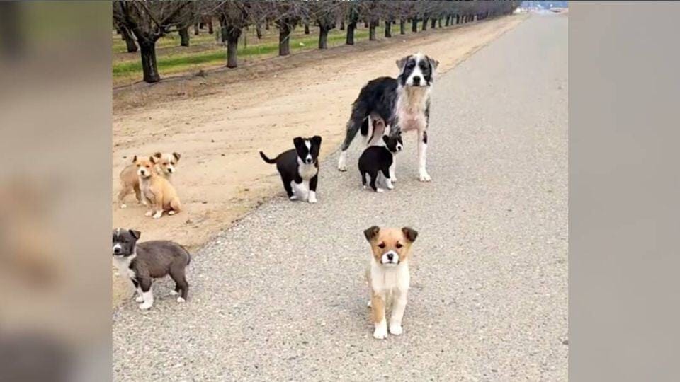 Mother Dog Protects Her Newborn Puppies Until Rescue Arrives in Fresno
