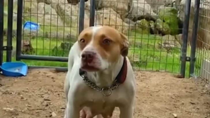 Pregnant Pit Bull Shakes in a Kennel Until a Foster Family Opens the Door to Hope