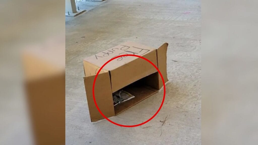 Two Puppies Left Near a Texas Post Office With Only One Word on a Box and a Lot of Questions