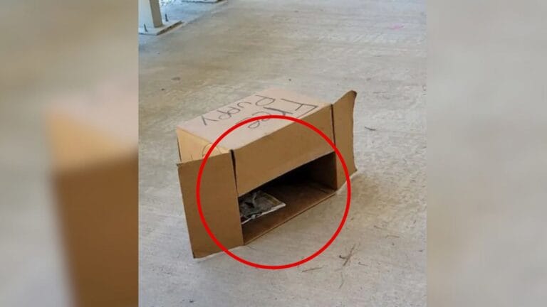 Two Puppies Left Near a Texas Post Office With Only One Word on a Box and a Lot of Questions