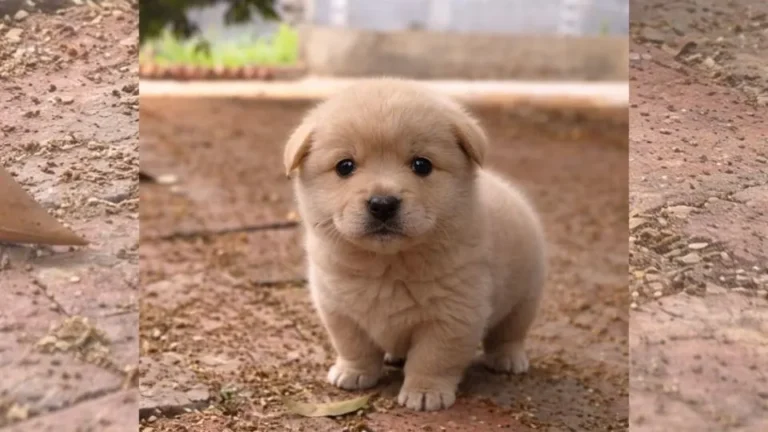 Tiny Abandoned Puppy Wobbles On Cold Bricks Until One Kind Soul Stops