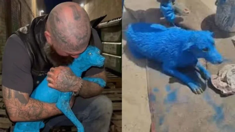 A Dog Found Frozen in Paint Behind Auto Shops Changed One Man’s Life Forever
