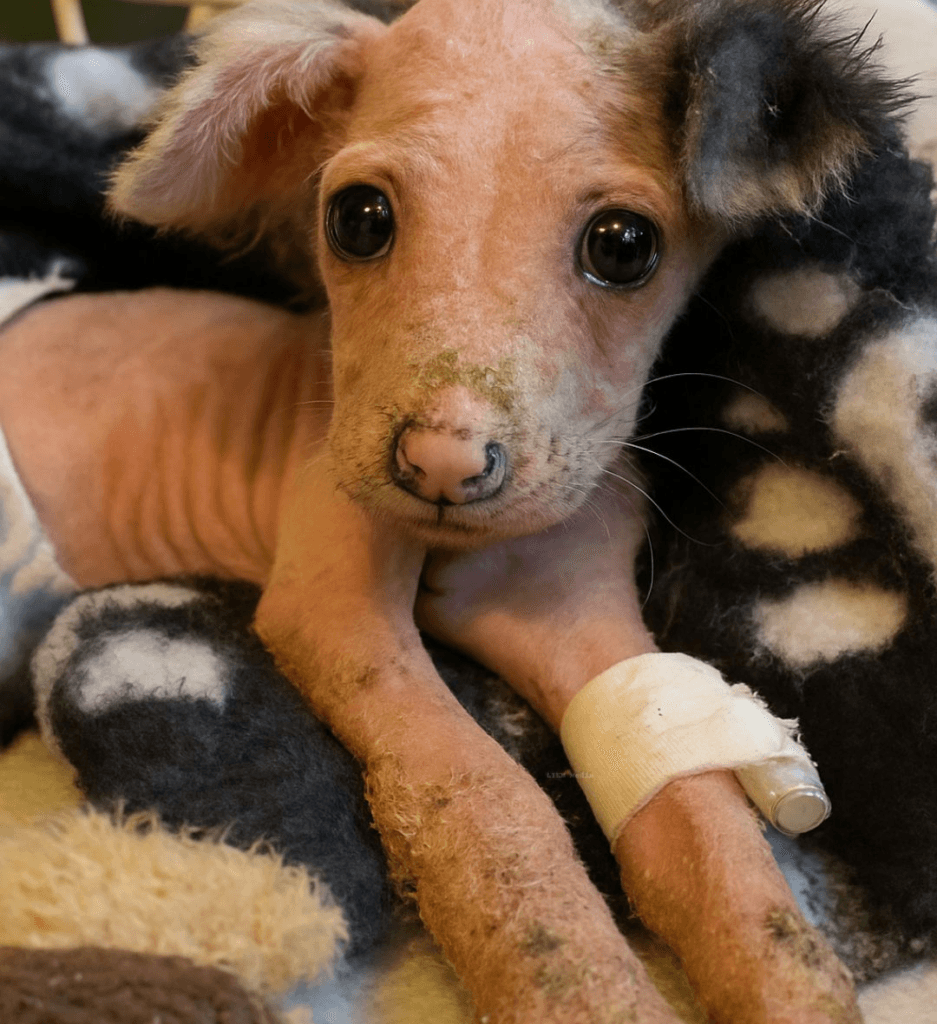 A Freezer Abandonment That Nearly Cost a Puppy His Life