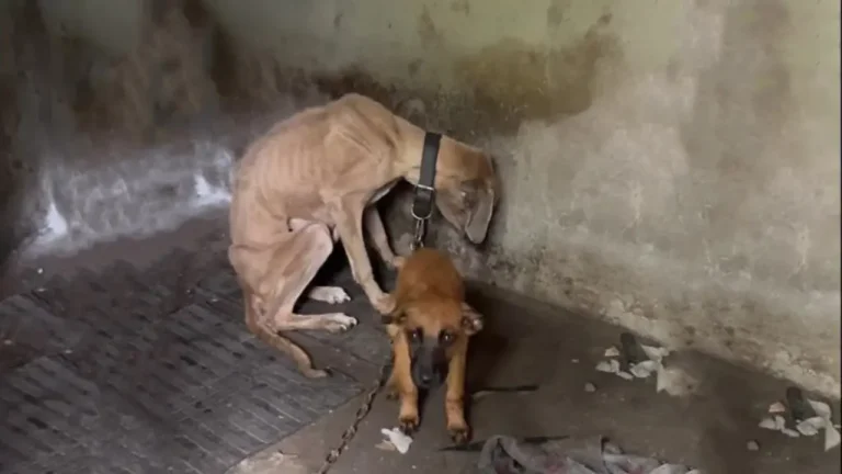 A Starving Mother, A Loyal Puppy, and a Goodbye No Dog Should Ever Face