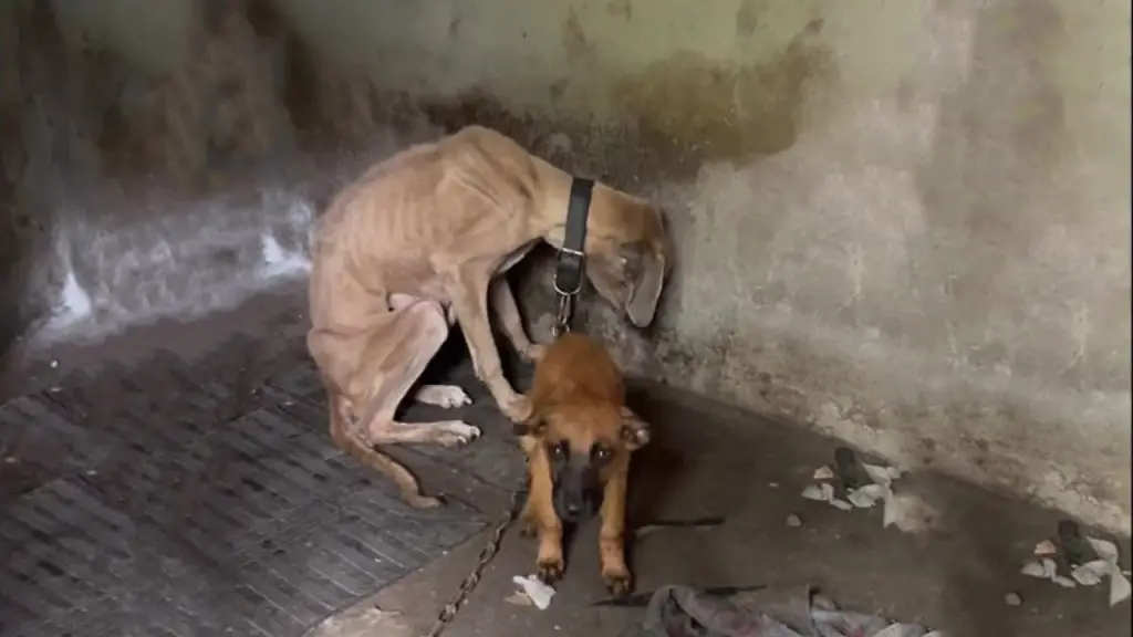 A Starving Mother, A Loyal Puppy, and a Goodbye No Dog Should Ever Face