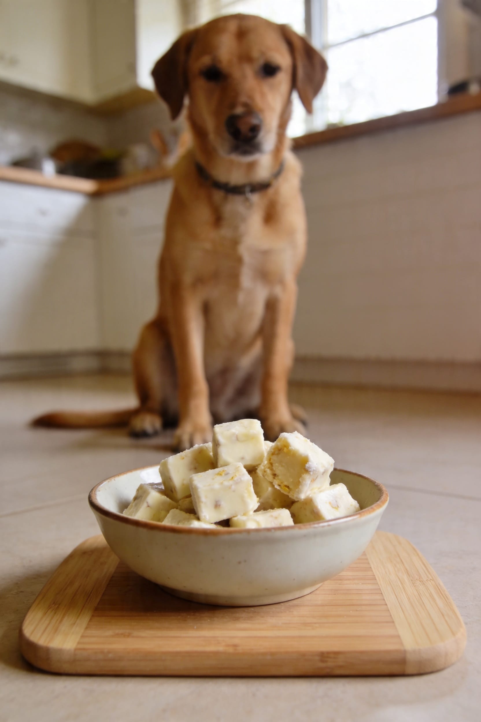 Same dog food photoshoot, same home kitchen, same natural window light, same smartphone camera style