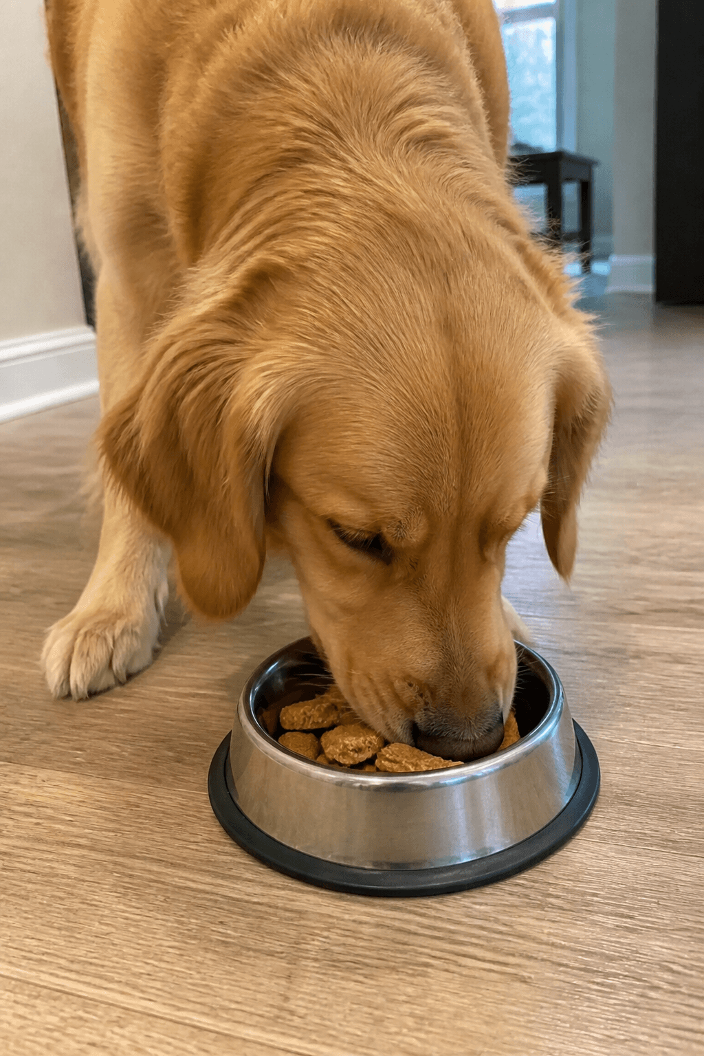 Feeding Suggestions