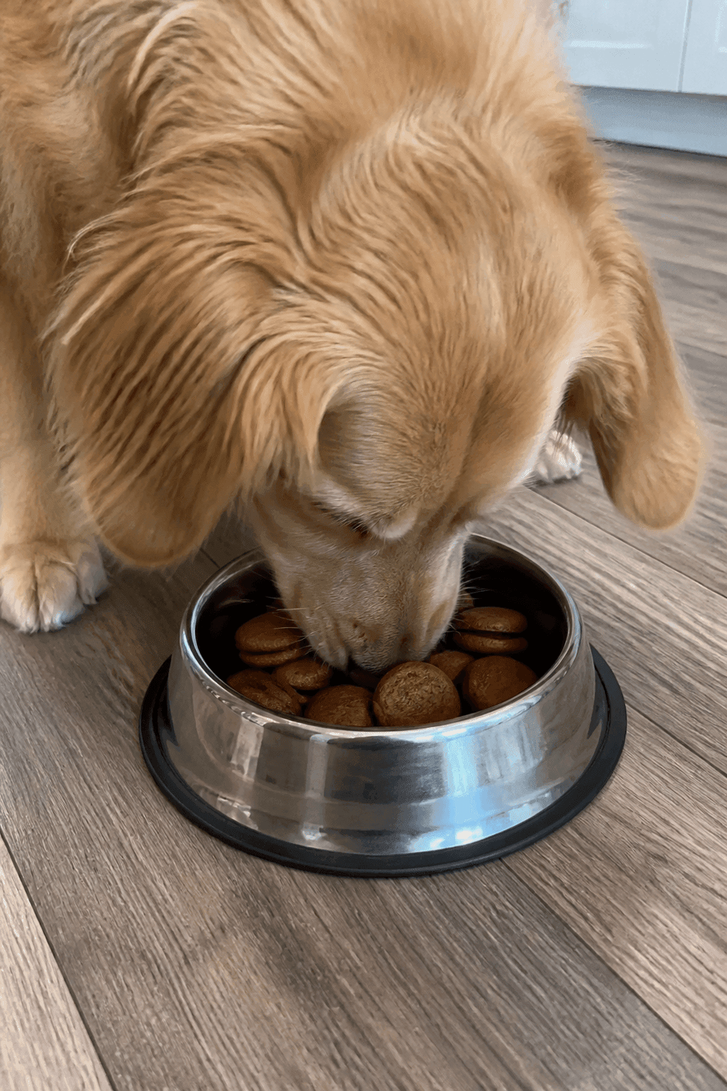 Feeding Suggestions