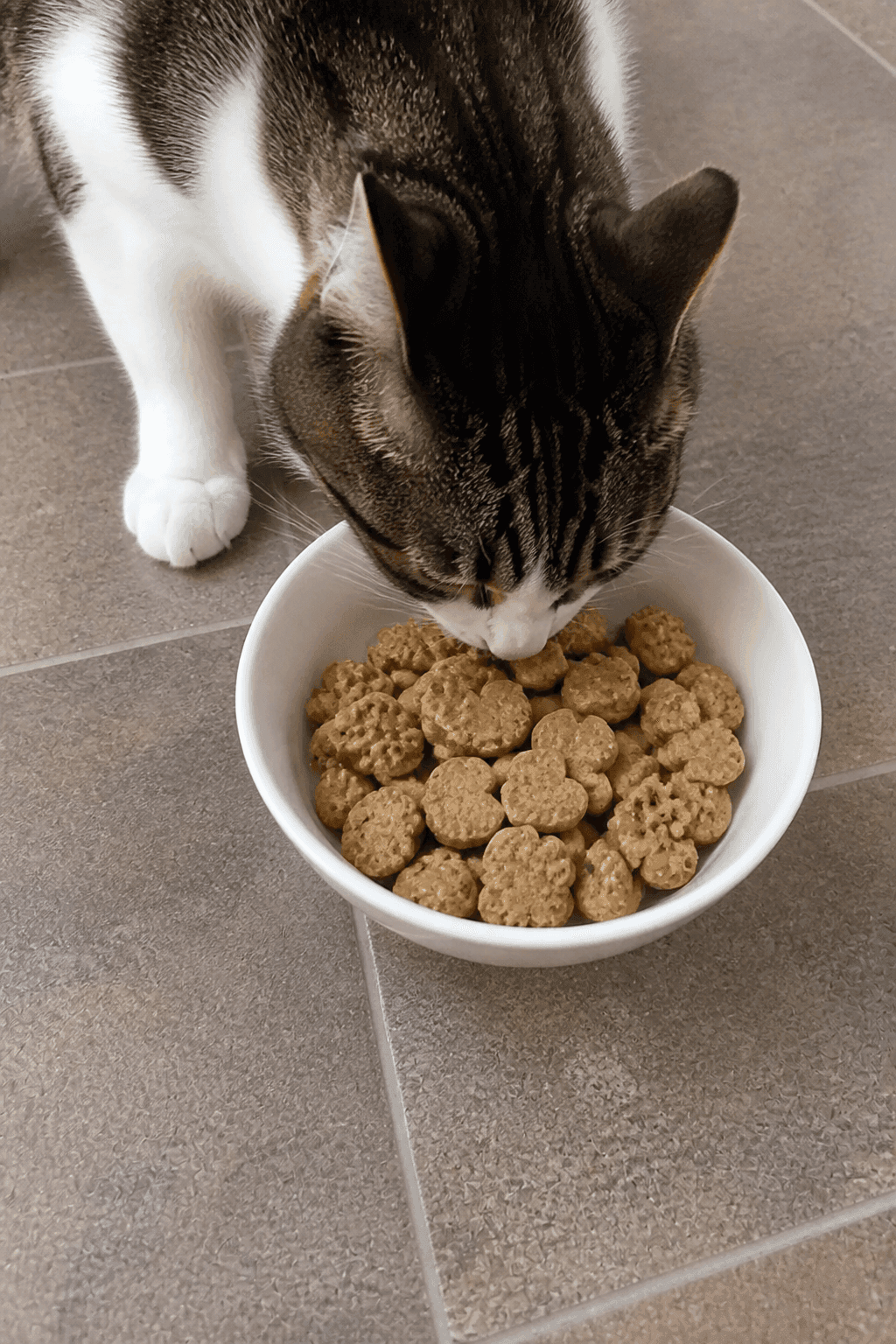 Feeding Suggestions