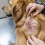 How to Prevent Hot Spots on Golden Retrievers