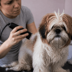 How to Cut Dog Hair at Home Without Ruining the Coat