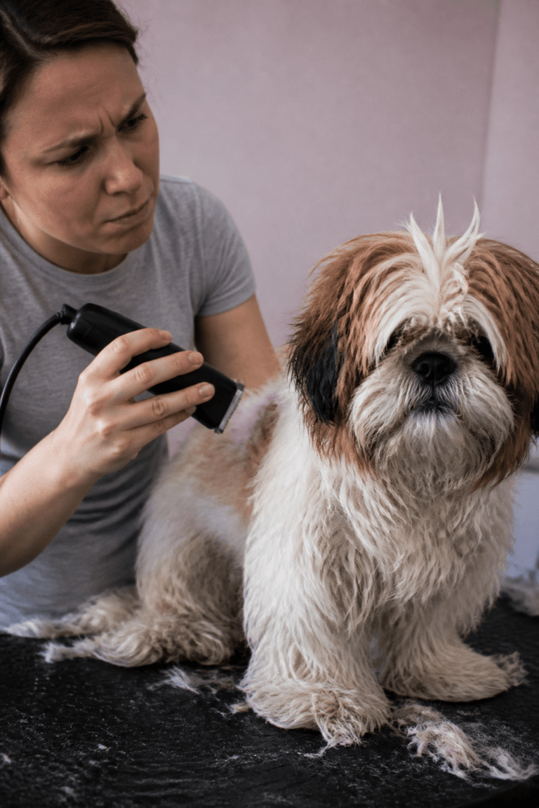How to Cut Dog Hair at Home Without Ruining the Coat