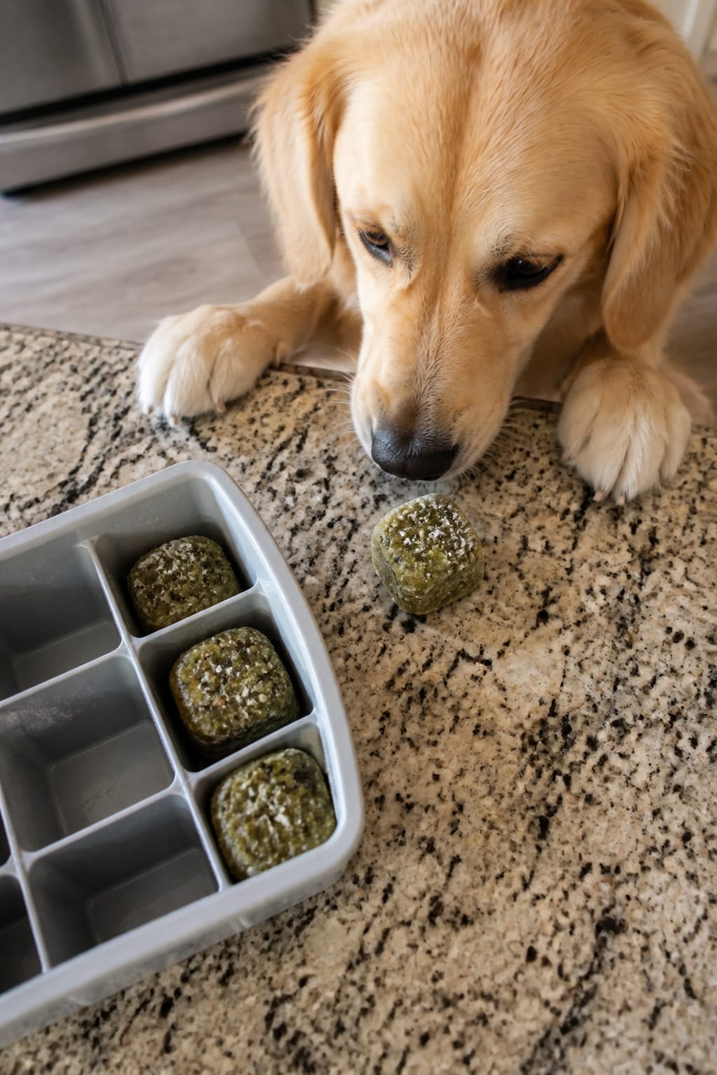Same pet recipe photoshoot, same home kitchen, same natural window light, same smartphone camera sty