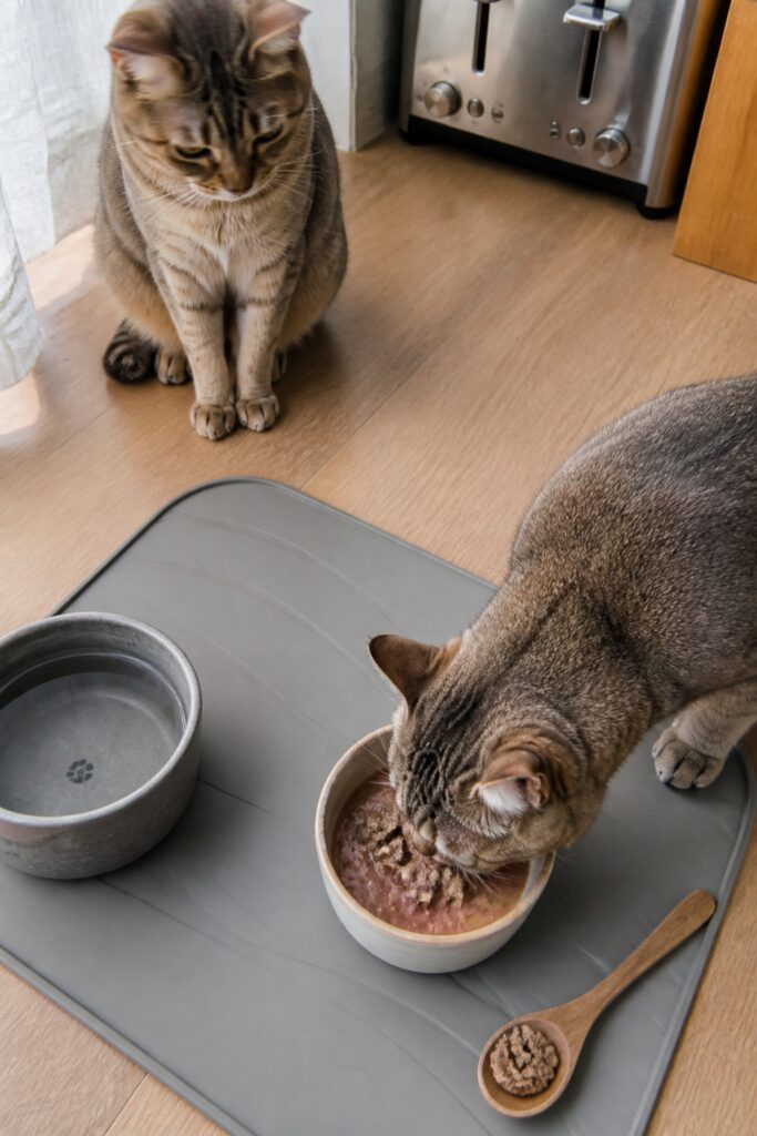 Same pet recipe photoshoot, same home kitchen, same natural window light, same smartphone camera sty