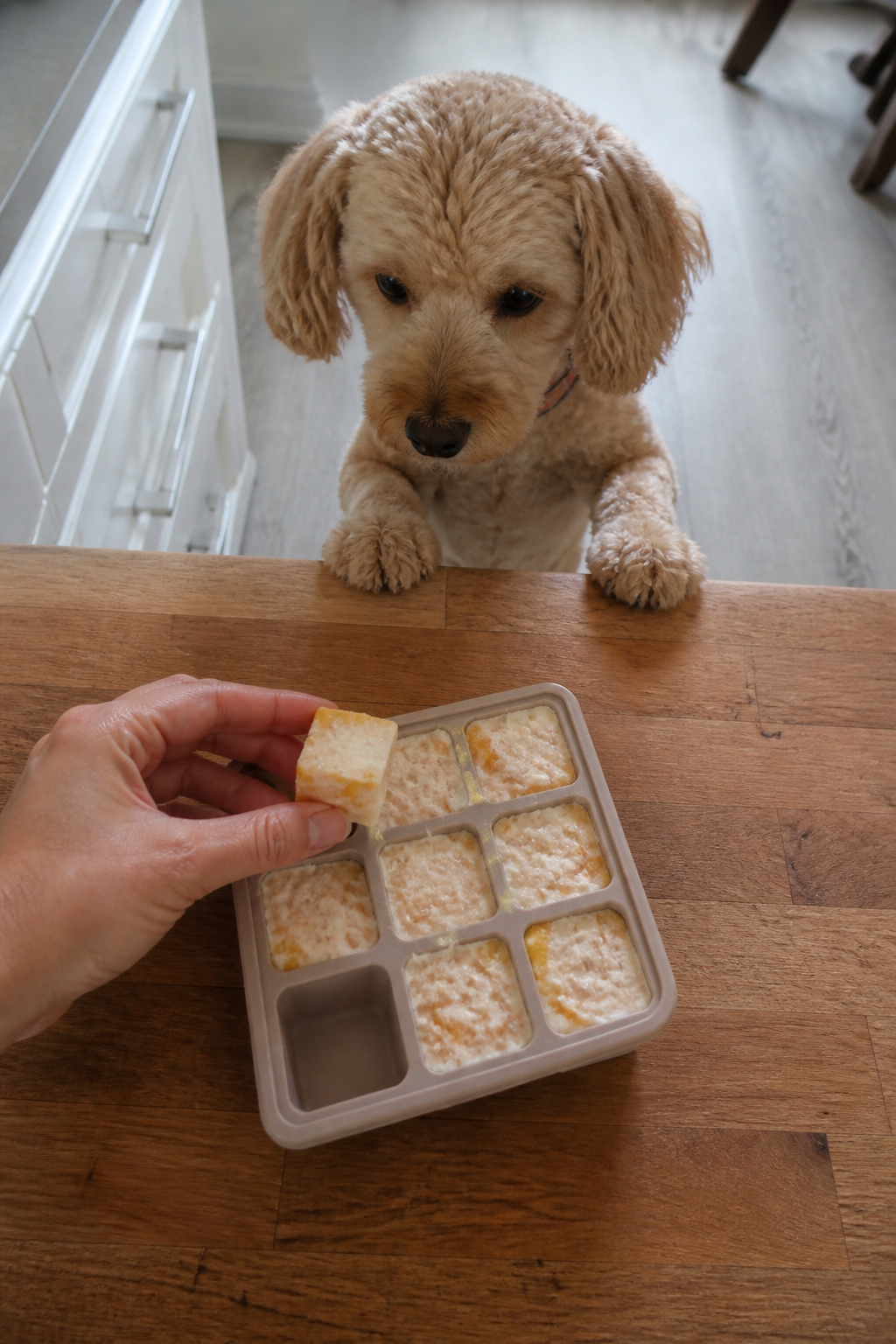 Same pet recipe photoshoot, same home kitchen, same natural window light, same smartphone camera sty