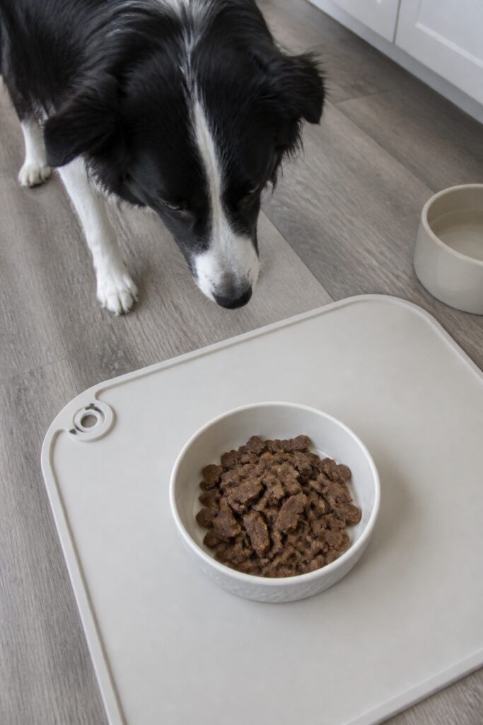 Same pet recipe photoshoot, same home kitchen, same natural window light, same smartphone camera sty