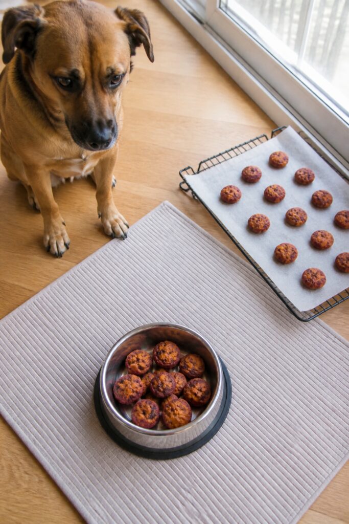 Same pet recipe photoshoot, same home kitchen, same natural window light, same smartphone camera sty