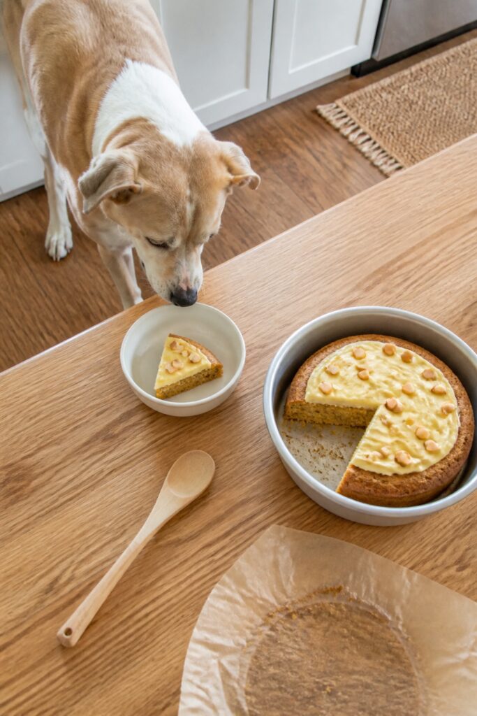 Same pet recipe photoshoot, same home kitchen, same natural window light, same smartphone camera sty