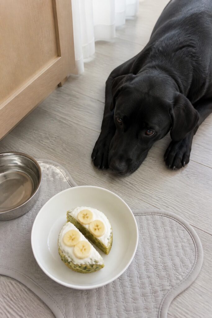 Same pet recipe photoshoot, same home kitchen, same natural window light, same smartphone camera sty