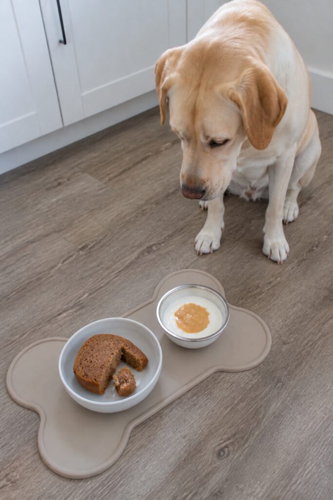 Same pet recipe photoshoot, same home kitchen, same natural window light, same smartphone camera sty