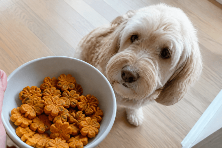 Air Fryer Pumpkin Seed and Carrot Crunchies for Dogs