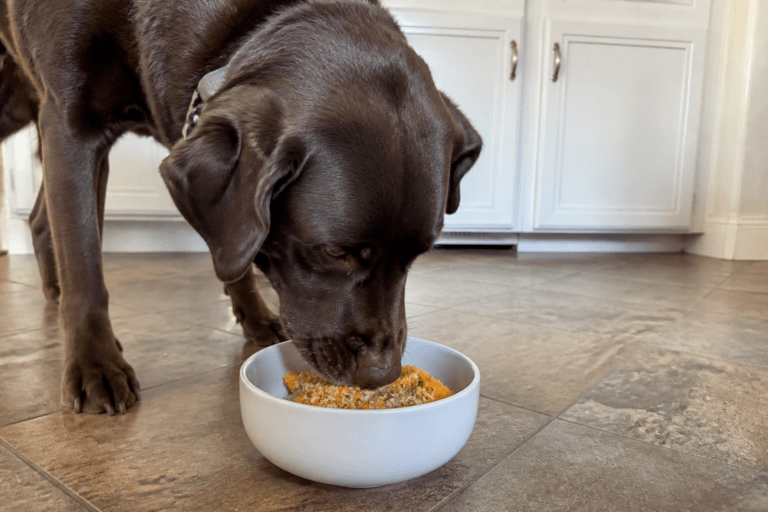Homemade Coconut Carrot Energy Bites for Active Dogs
